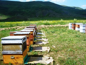 Bal Ormanları oluşturulacak
