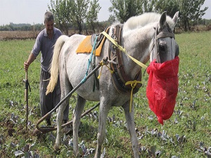 Teknolojiye inat at ile çapa yapıyor