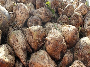 Şekerin yolculuğu istihdama katkı sağlıyor