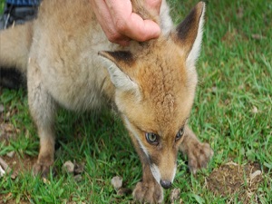 Yavru tilki doğaya bırakıldı