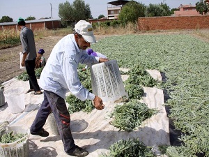Çiftçinin yeni umudu Adaçayı