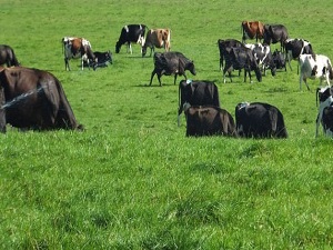 Gübre ve yemde kalkarsa sofra da ucuzlayacak