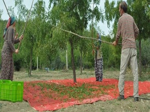 Hünnap meyvesi rekolte ve fiyatıyla güldürdü