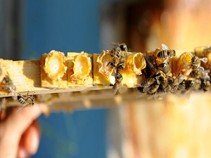 Arı sütünün faydaları saymakla bitmiyor