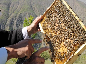 Pervari balının kalitesi artacak