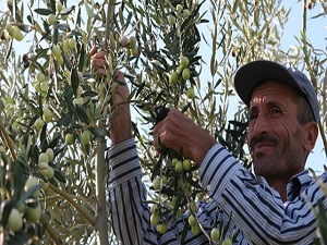 Zeytin 'altın yılı'nı yaşıyor