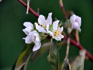 Yalancı bahar erik ağacına çiçek açtırdı