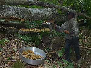 Yaban arıları yapıyor onlar hasat ediyor