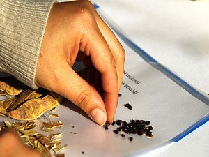 Çankaya'da 'Tohum Şenliği' hazırlığı