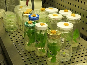 Endemik bitkiler 'kriyo bankası'nda sınırsız süreli korumaya alındı