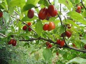 Kızılcık meyvesi adeta vitamin ve mineral deposu