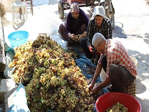 Üzümün pekmeze zahmetli yolculuğu