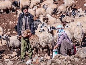 Vanlı çobanlar yayla sezonunu kapattı