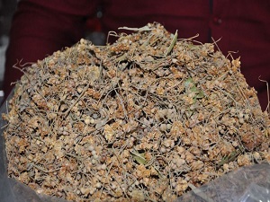 Ihlamurun kilosu çeyrek altını geçti