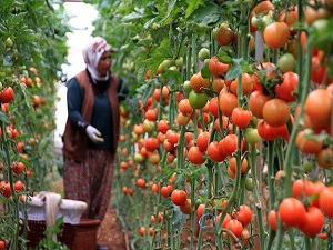 2,8 milyon kadın çiftçi günde 16-17 saat çalışıyor