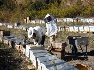 Sıcak rüzgarlar bal üretimini vurdu