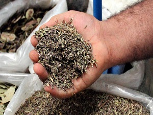 Zahter ıhlamurun tahtına göz dikti