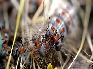 Orman karıncalarına kırmızı listeli koruma önerisi