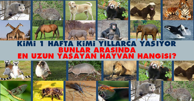 Hangi hayvan ne kadar yaşıyor?