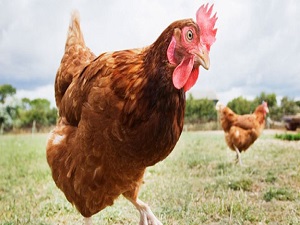 'Tavuk etinde arsenik' iddiası ile ilgili açıklama