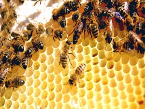 Arılar hakkında ilginç gerçek!