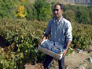 'Cimin üzümü'nün fiyatı cep yakıyor