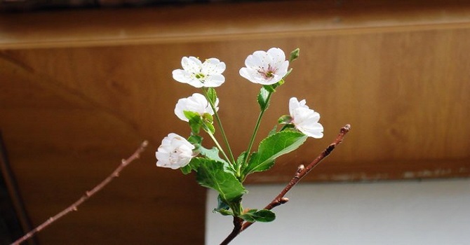 Sarıgöl'de kiraz ağacı çiçek açtı