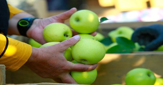 Elma fiyatlarında artış bekleniyor