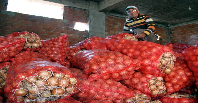 Soğan, çiftçinin yüzünü güldürdü