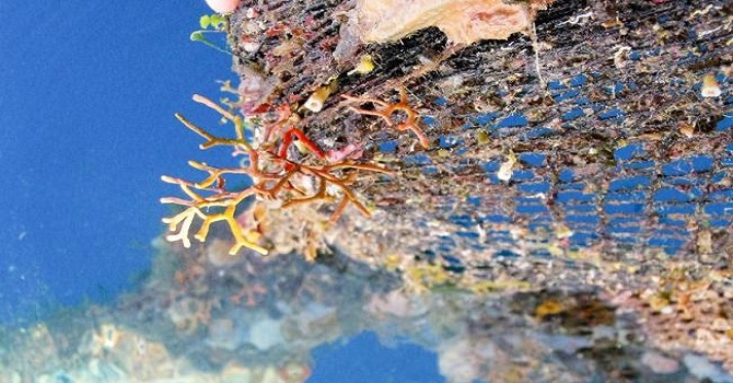 Kızıl mercanlar eski canlılığına kavuşuyor