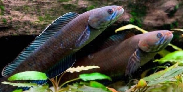 4 gün karada yaşayabilen balık bulundu