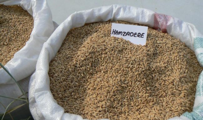 Çeltik kabuğundan elektrik üretmeyi planlıyor