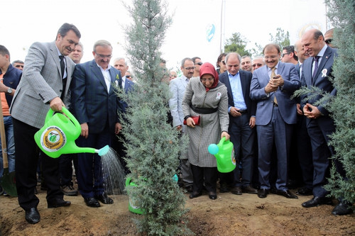 Bursa'da yanan ormanlık alana 110 bin fidan dikimine başlandı