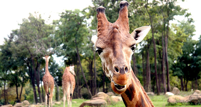 Burası Afrika değil Bursa