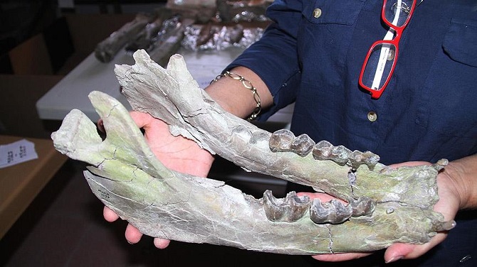 8 milyon yıllık fosiller sergilenmek için hazırlanıyor