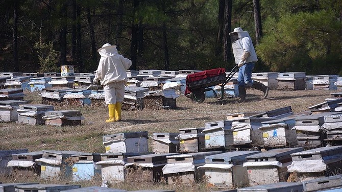 Türkiye'de arıcılık konusunda büyük başarı