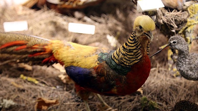 Telef olmuş hayvanlardan Zooloji Müzesi kurdu