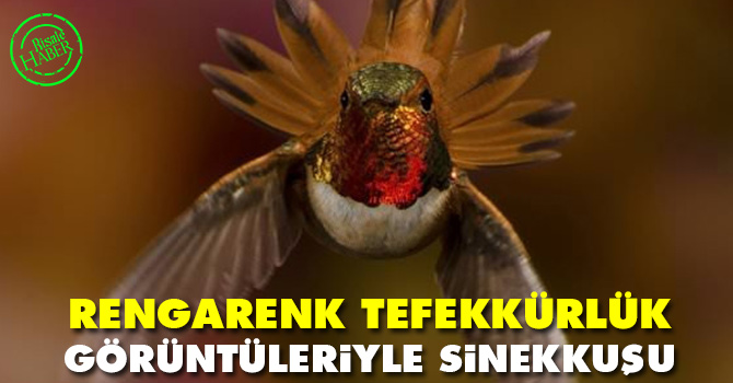 Rengarenk Tefekkürlük Görüntüleriyle Sinekkuşu