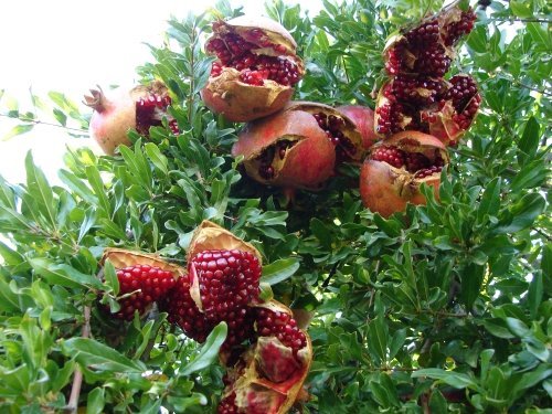 Düşük fiyat, nar ağaçlarını söktürdü