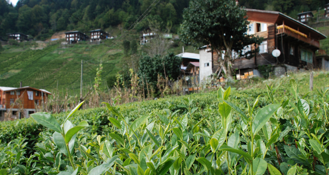 Organik çay projesi Çayeli'de devam ediyor