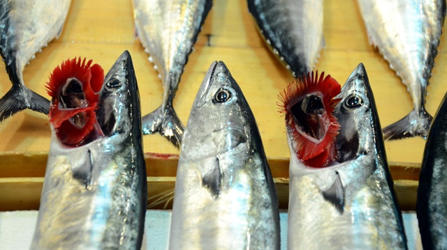 Lüfer tezgahta yerini aldı