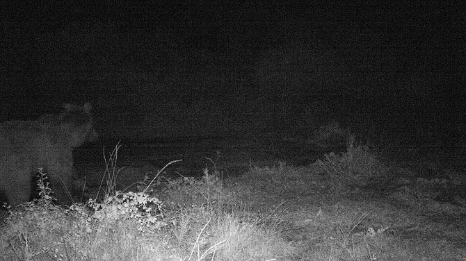 Ayı için yakalama kararı çıkartıldı