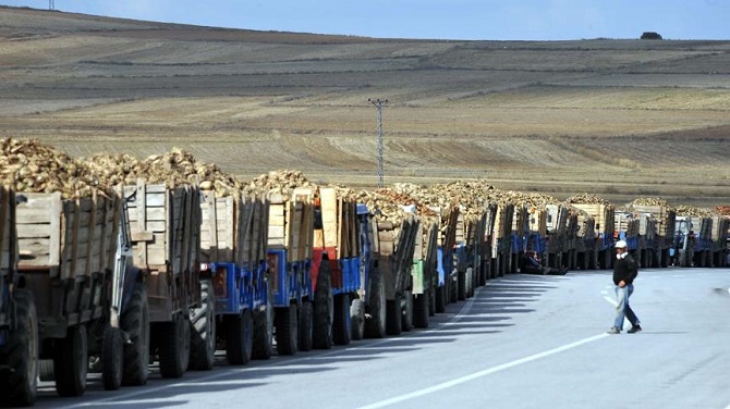 Çiftçilerin 'pancar sırası' yorgunluğu