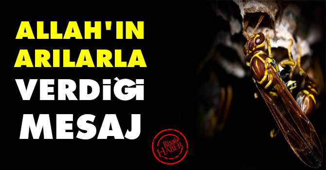 Allah'ın arılarla verdiği mesaj