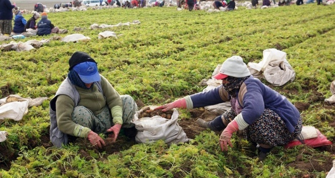 Havuç deposu Beypazarı'nda hasat başladı