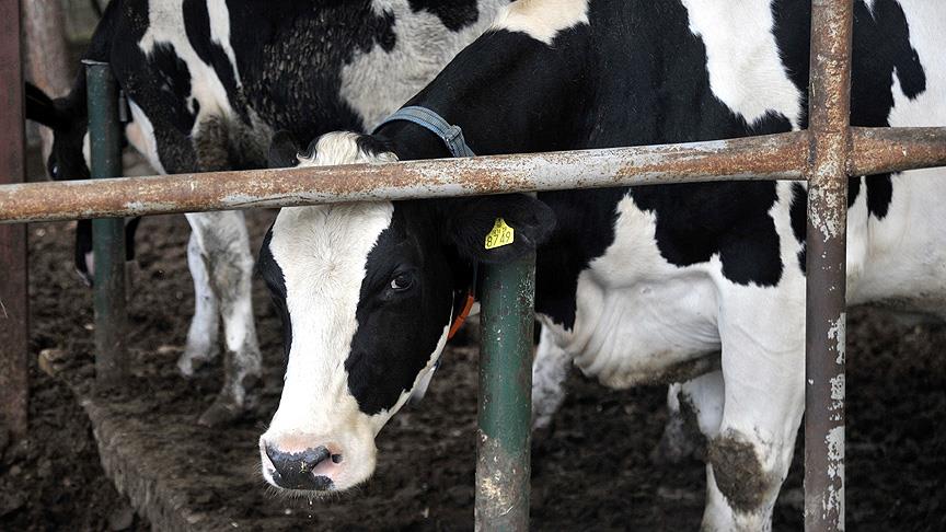Kırmızı et için 'kullanma melezlemesi' önerisi
