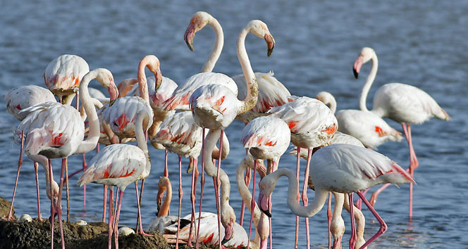 Flamingo Adası'ında 14 bin flamingonun doğdu