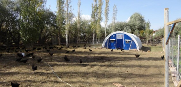 Ulaş'ta 12 üreticiye yerli ırk atak tavukları dağıtıldı