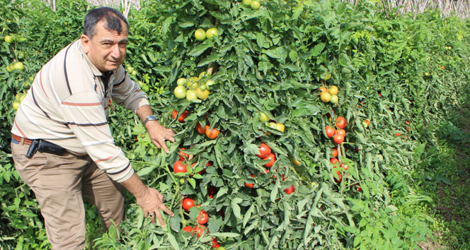 Domates fiyatları tarlada dibe vurdu