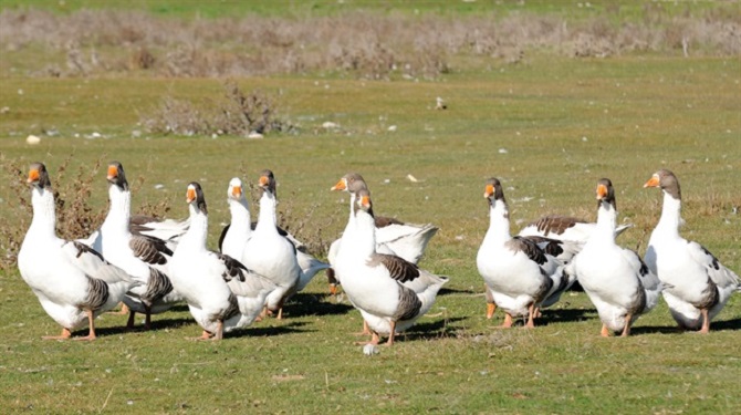Kazlar besiye çekiliyor